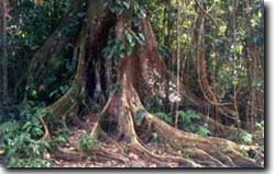 アマゾンの巨木