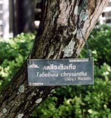 バンコクのタベブイア属樹木