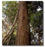 タヒボの大木
